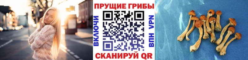 Галлюциногенные грибы Psilocybe  Купить где  Мурманск 